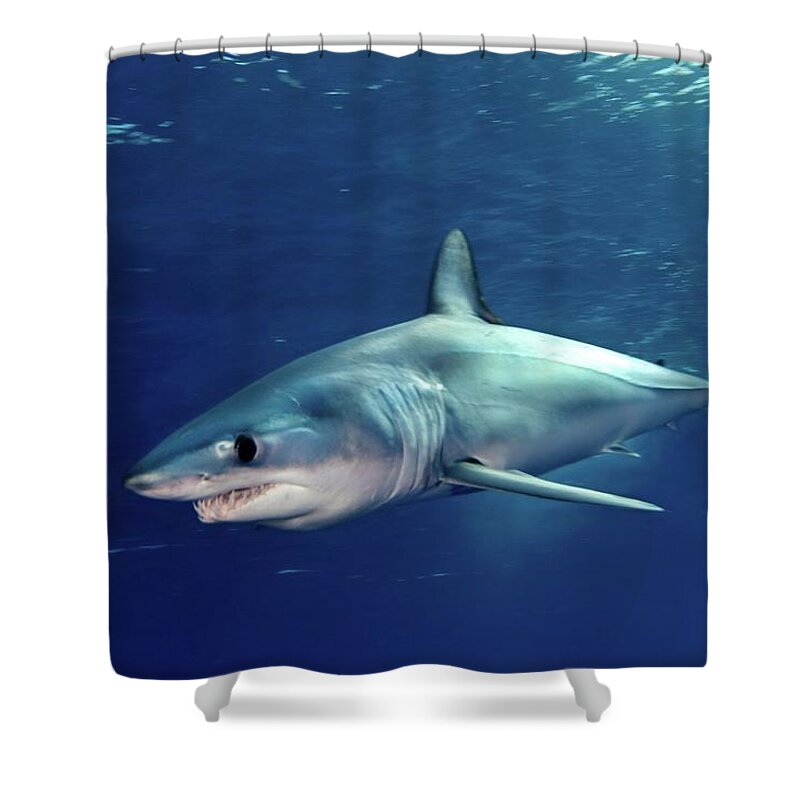 Animal Themes Shower Curtain featuring the photograph Shortfin Mako Sharks by James R.d. Scott