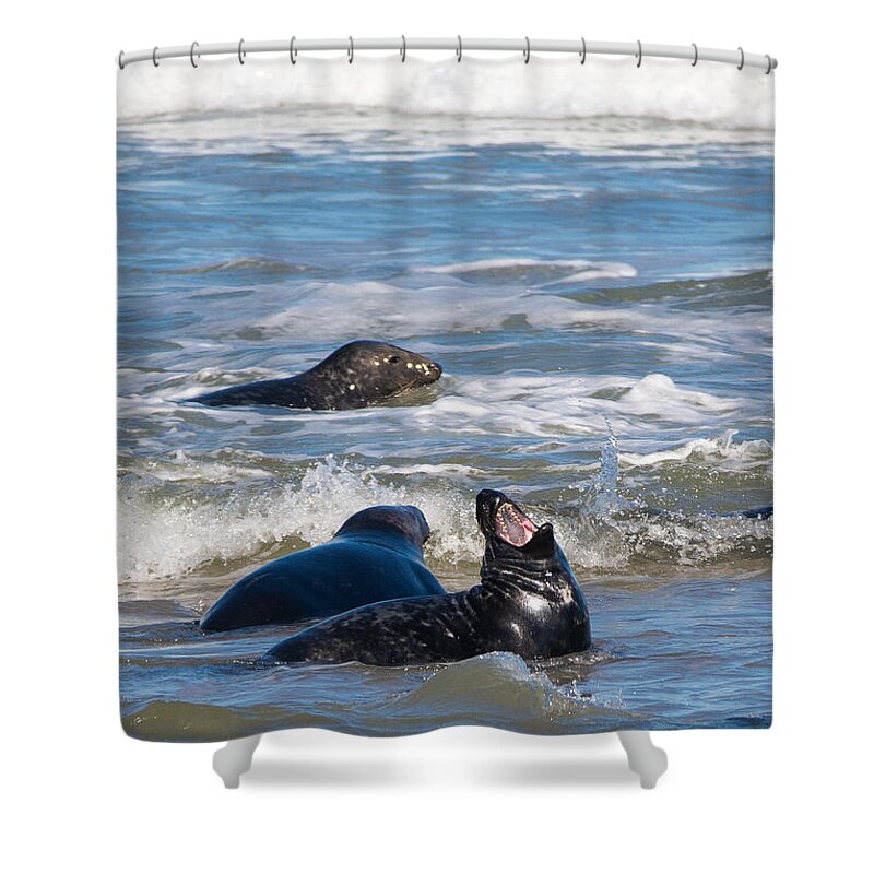 Gray Seal Shower Curtain featuring the photograph Show Me Your Teeth by Linda Bonaccorsi