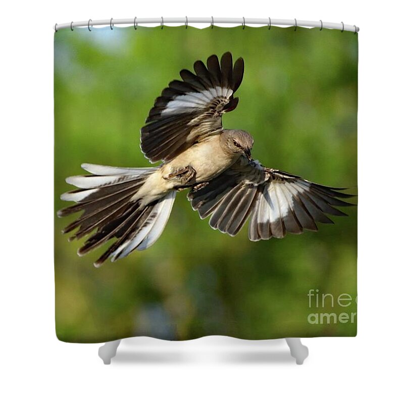 Wall Art Shower Curtain featuring the photograph Showoff Northern Mockingbird by Cindy Treger