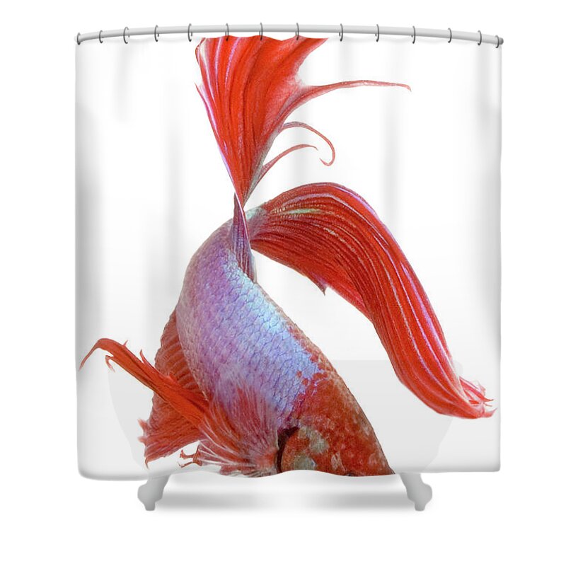 Vertebrate Shower Curtain featuring the photograph Siamese Fighting Fish Betta Splendens by George Diebold