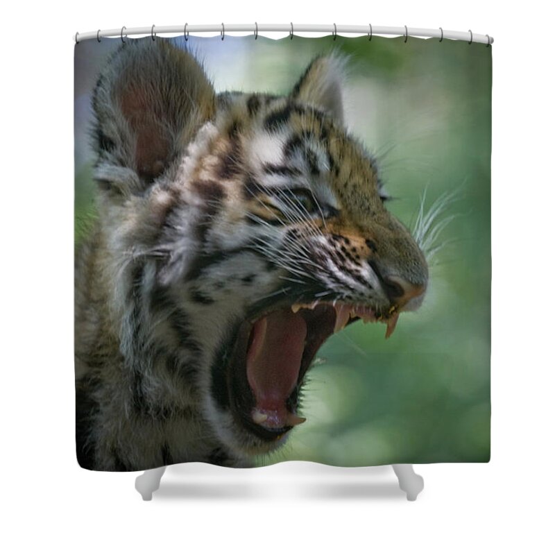 Animal Themes Shower Curtain featuring the photograph Siberian Tiger Cub by Mikemurphy Photography