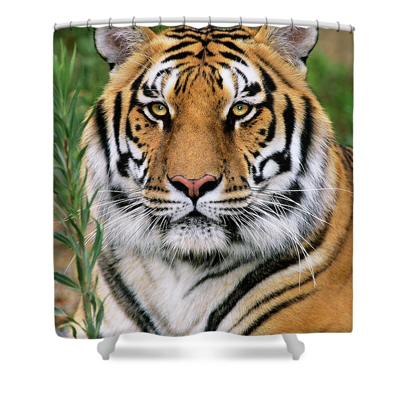 Siberian Tiger Shower Curtain featuring the photograph Siberian Tiger Staring Endangered Species Wildlife Rescue by Dave Welling