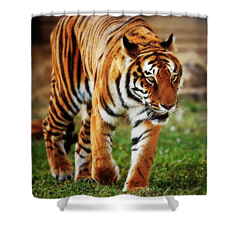 Tropical Rainforest Shower Curtain featuring the photograph Siberian Tiger by Thepalmer