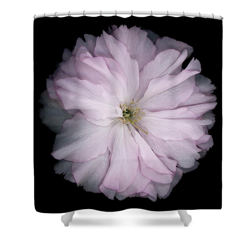 Black Color Shower Curtain featuring the photograph Single Cherry Blossom by Ogphoto