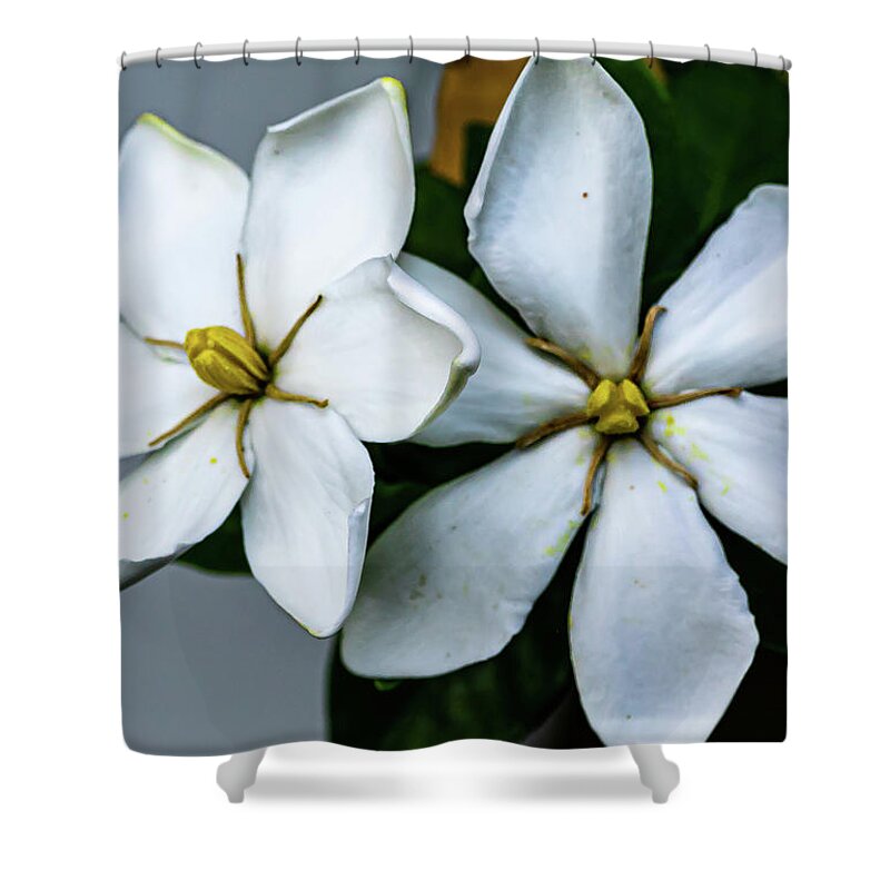 Gardenia Shower Curtain featuring the digital art Single Form Gardenia Jasminoides by Ed Stines