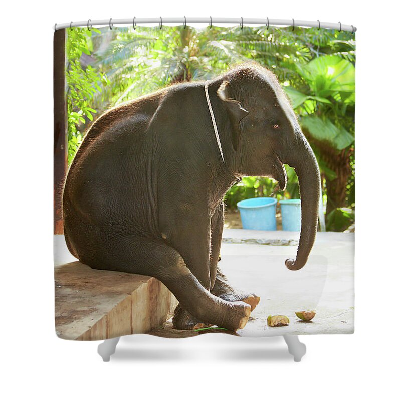 One Animal Shower Curtain featuring the photograph Sitting Elephant by Pasha Ivaniushko