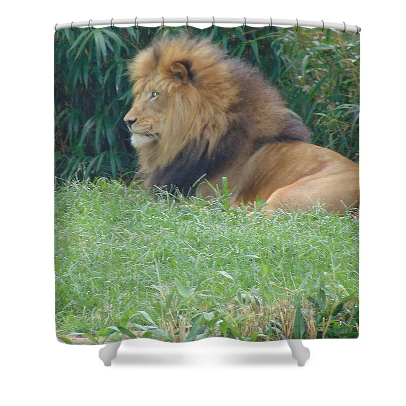 Lion Shower Curtain featuring the photograph Sitting King by Antonio Moore