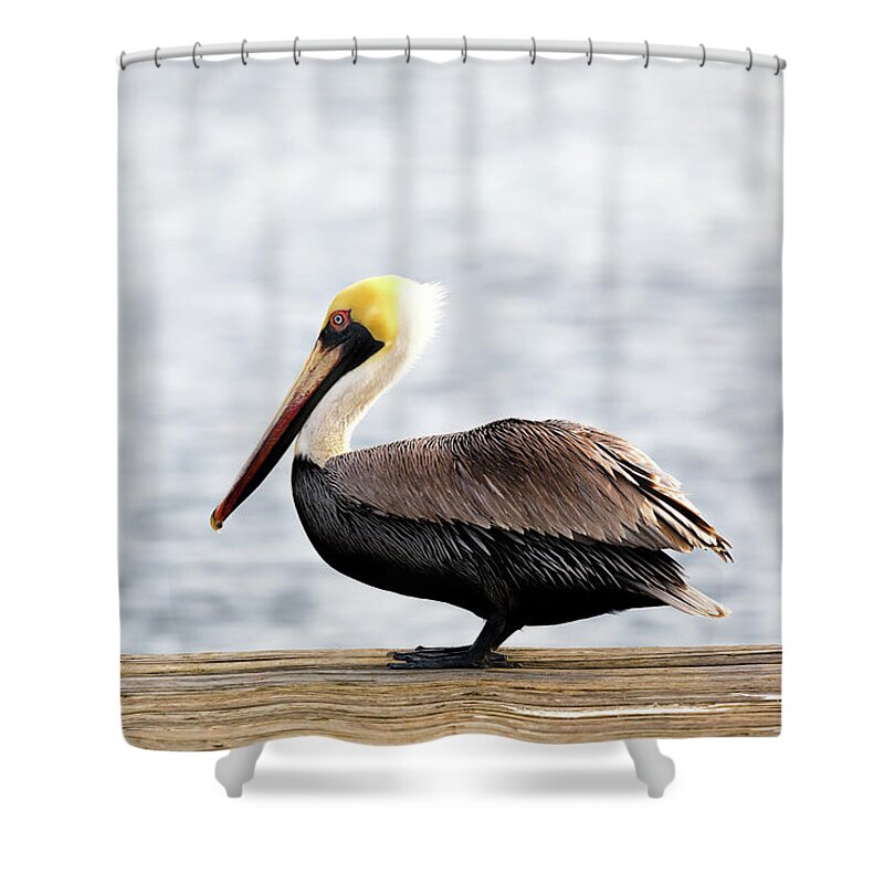 Pelican Shower Curtain featuring the photograph Sitting on the Dock of the Bay by Susan Rissi Tregoning