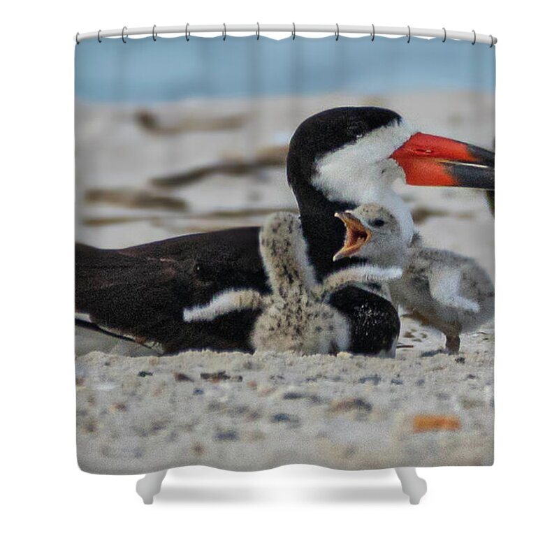 Shorebirds Shower Curtain featuring the photograph Skimmer Baby Chicks by JASawyer Imaging