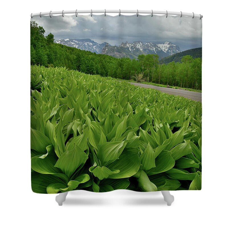 Highway 50 Shower Curtain featuring the photograph Skunk Cabbage in Big Cimarron by Ray Mathis