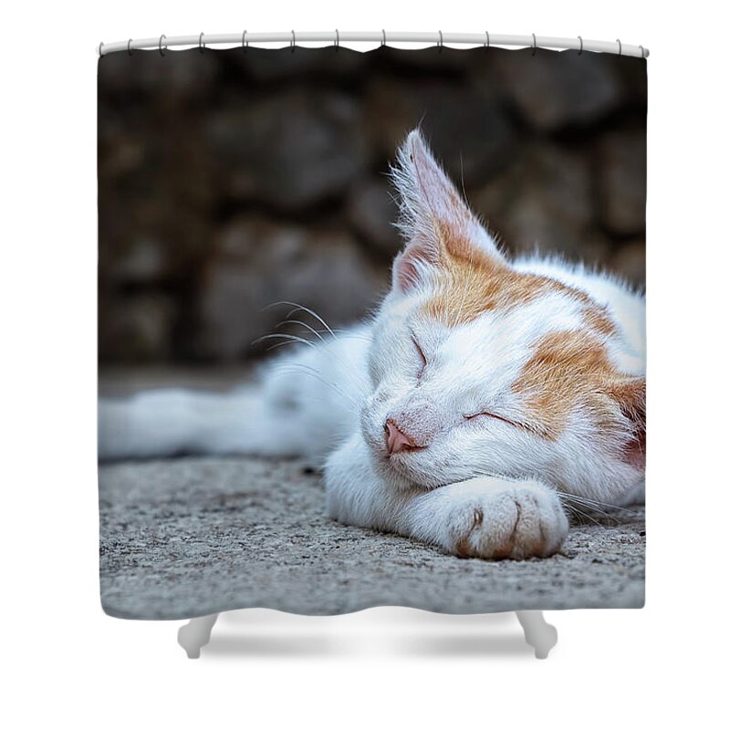 Animal Shower Curtain featuring the photograph Sleeping Kitty by Rick Deacon