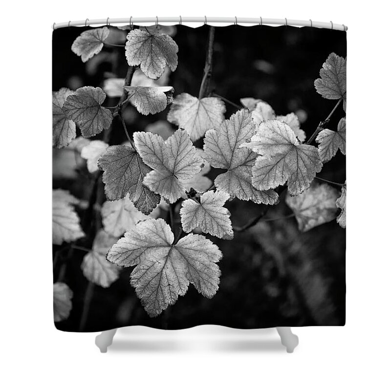 Leaf Shower Curtain featuring the photograph Slipping Into Fall by Steven Clark