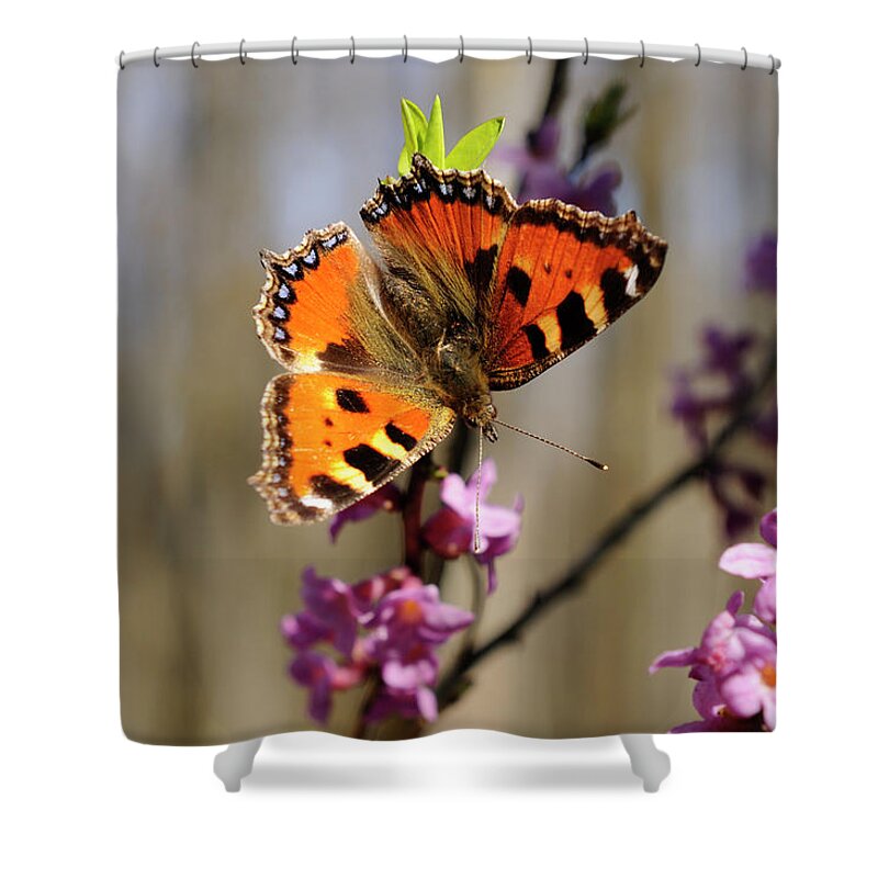 Nymphalidae Shower Curtain featuring the photograph Small Tortoiseshell Aglais Urticae On by David & Micha Sheldon