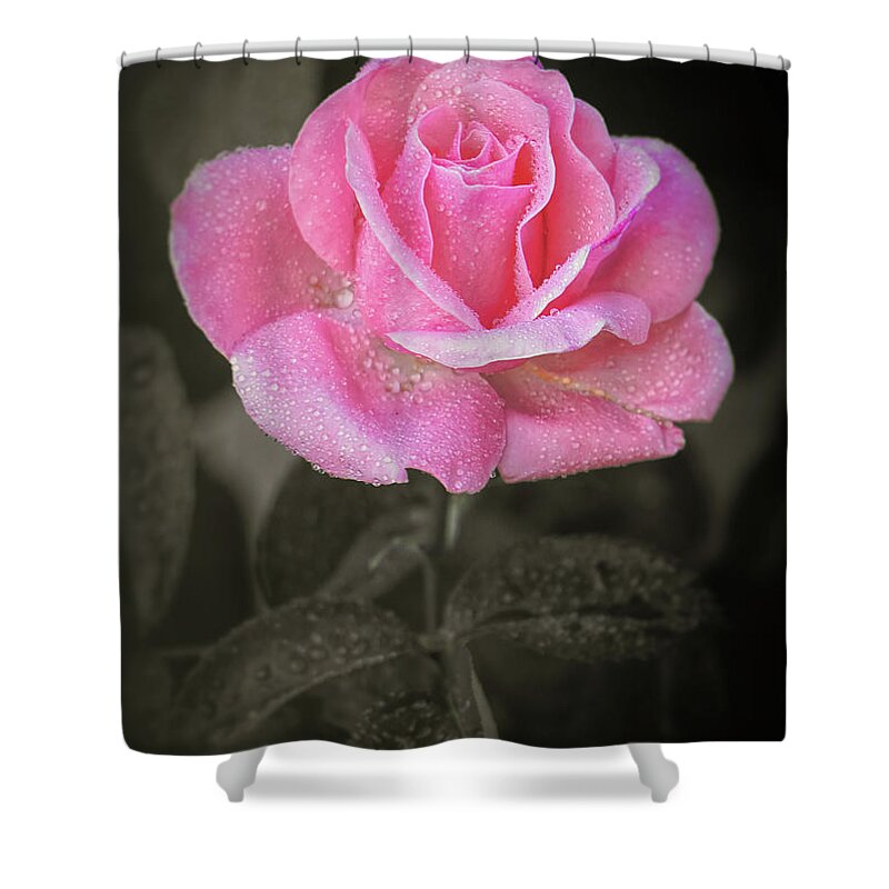 Roses Shower Curtain featuring the photograph Smells Just As Sweet by Elaine Malott