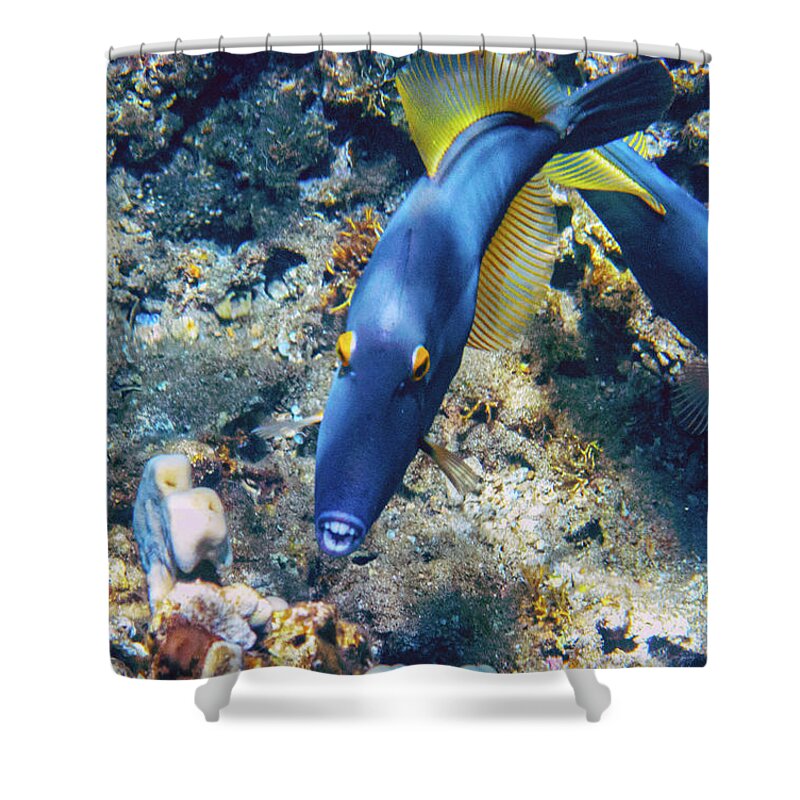 Trigger Fish Shower Curtain featuring the photograph Smile for the Camera by Anthony Jones