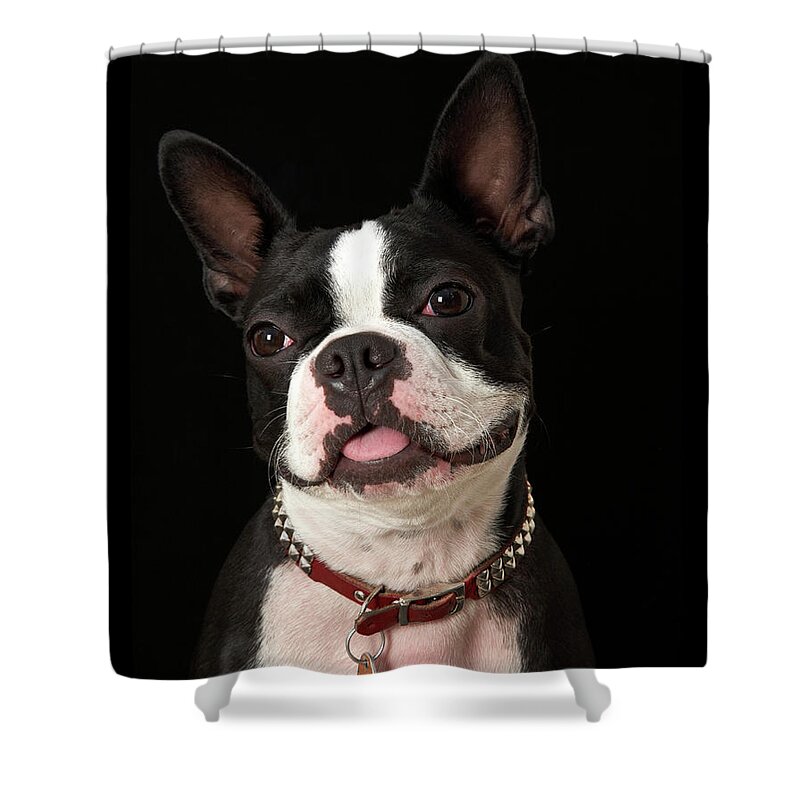 Pets Shower Curtain featuring the photograph Smiling Boston Terirer With Collar by M Photo