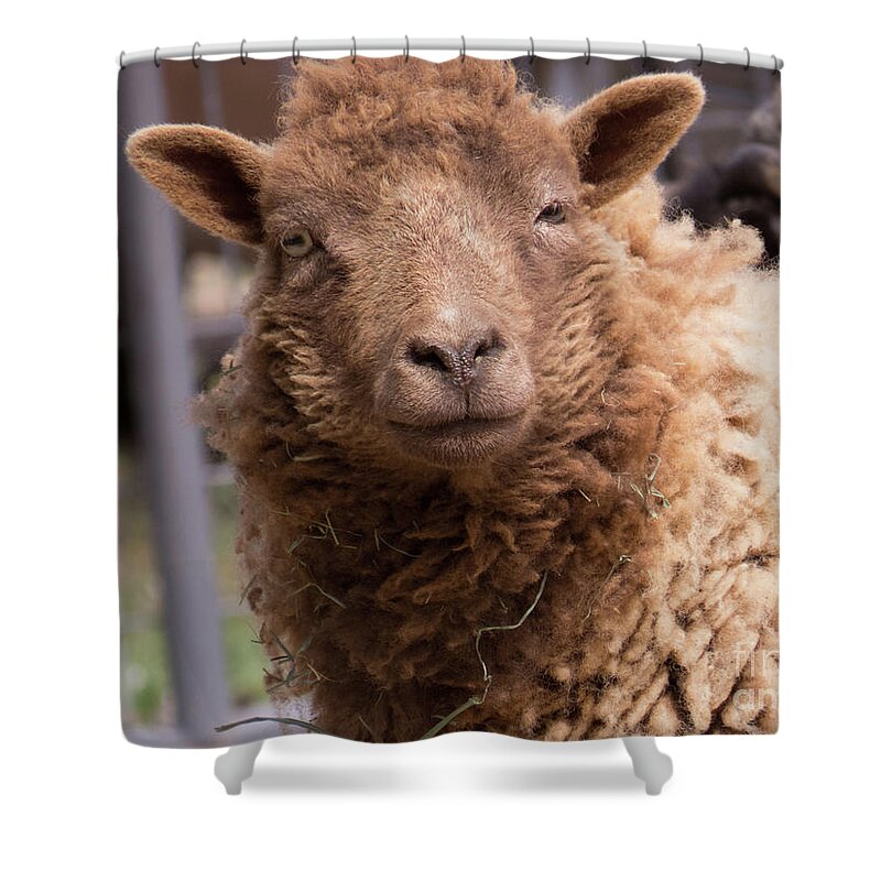 Sheep Shower Curtain featuring the photograph Smirking Sheep by Christy Garavetto