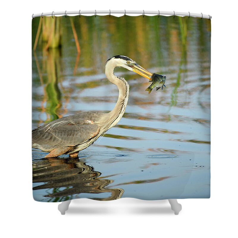 Birds Shower Curtain featuring the photograph Snack Time for Blue Heron by Donald Brown