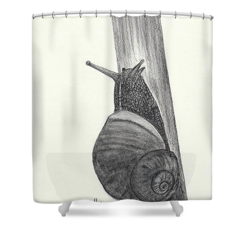  Pencil Shower Curtain featuring the drawing Snail sketch by Martina Fagan
