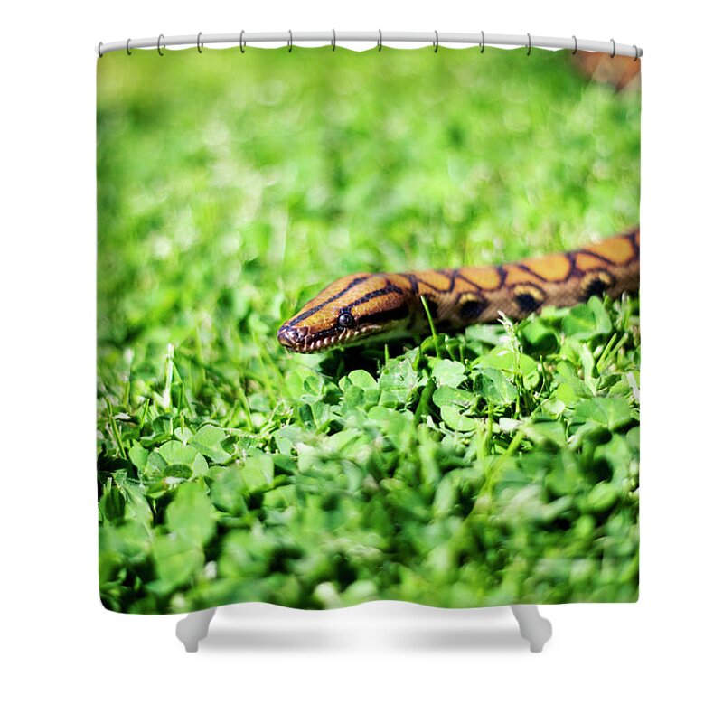 Grass Shower Curtain featuring the photograph Snakey by By John Carleton