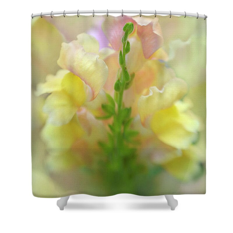 Snapdragon Shower Curtain featuring the photograph Snapdragon Sunrise by Wild Sage Studio Karen Powers