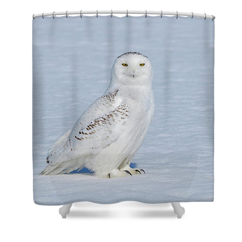Snowy Owl Shower Curtain featuring the photograph Snow on Snow by Tony Beck