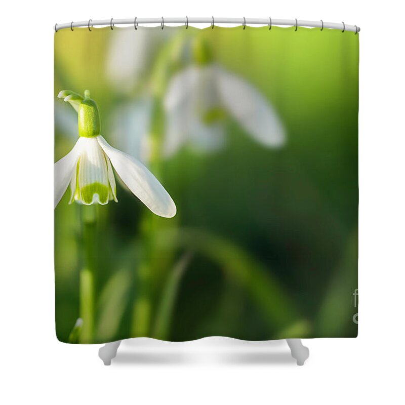 Snowdrops Shower Curtain featuring the photograph Snowdrops at eye level with copy space by Simon Bratt