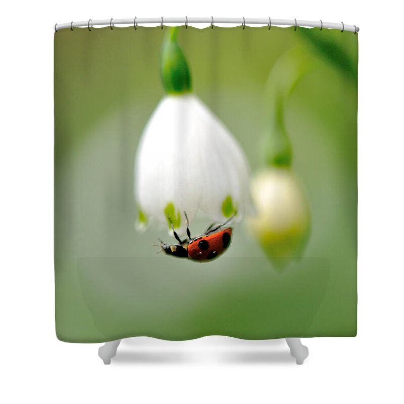 Hanging Shower Curtain featuring the photograph Snowflake With Ladybug by Myu-myu