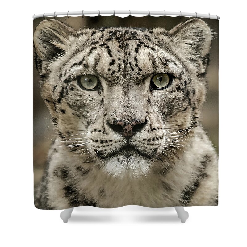 Snow Shower Curtain featuring the photograph SnowLeopardFacial by Chris Boulton