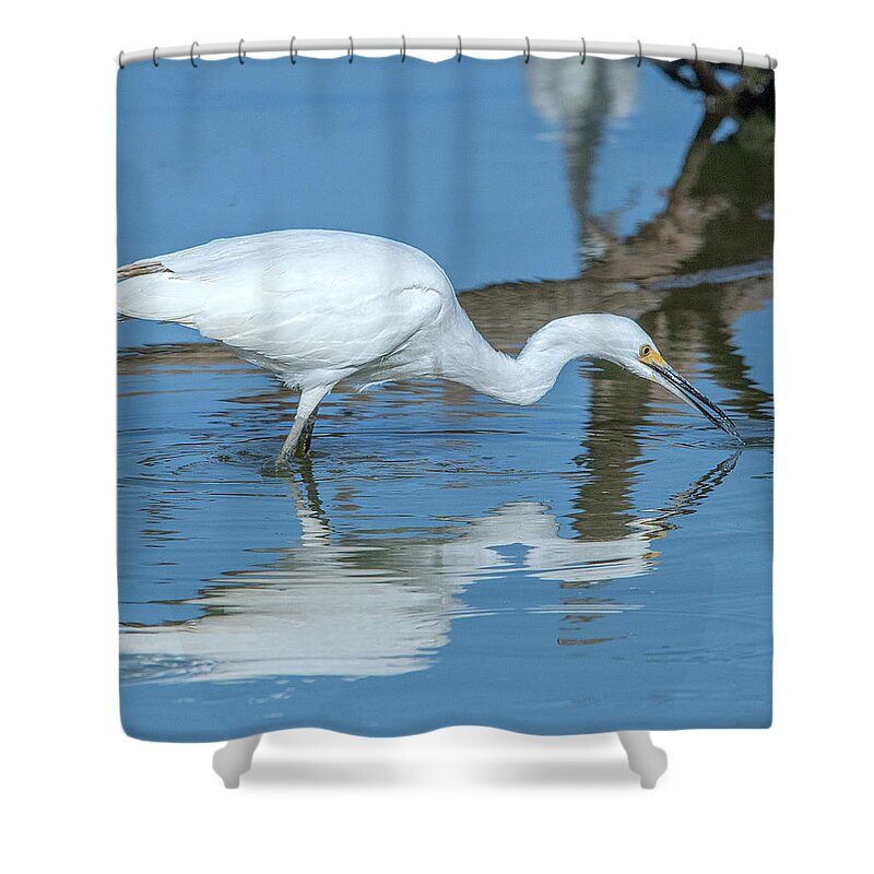 Nature Shower Curtain featuring the photograph Snowy Egret DMSB0178 by Gerry Gantt