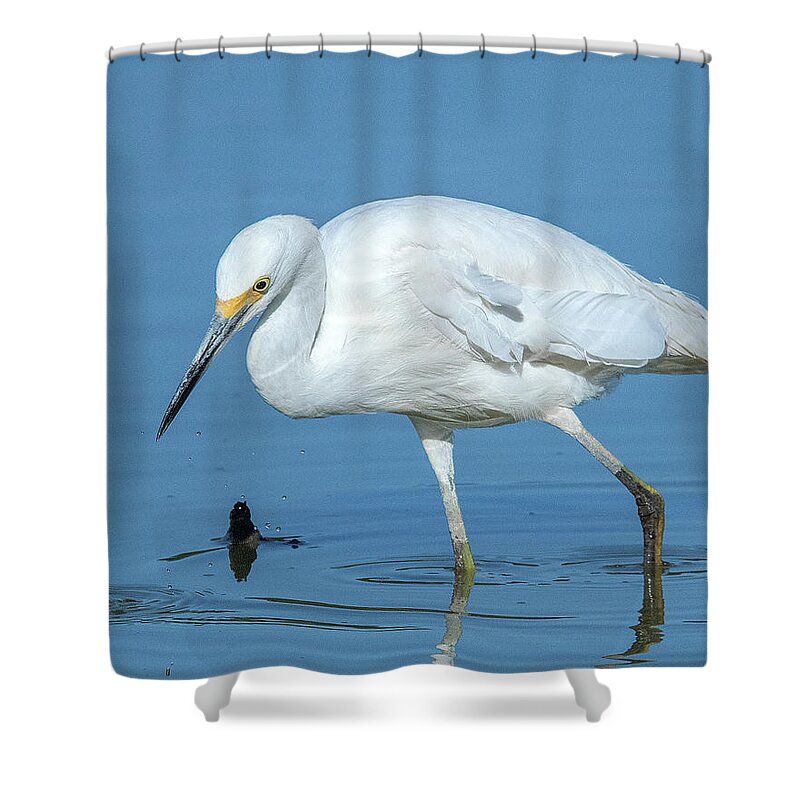 Nature Shower Curtain featuring the photograph Snowy Egret DMSB0180 by Gerry Gantt