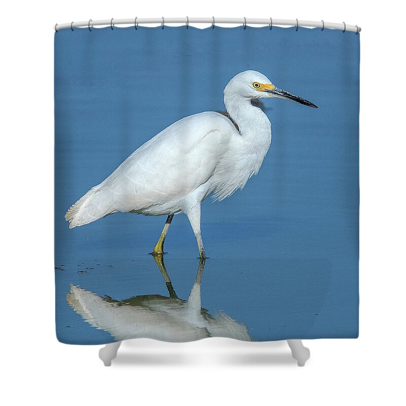 Nature Shower Curtain featuring the photograph Snowy Egret DMSB0182 by Gerry Gantt