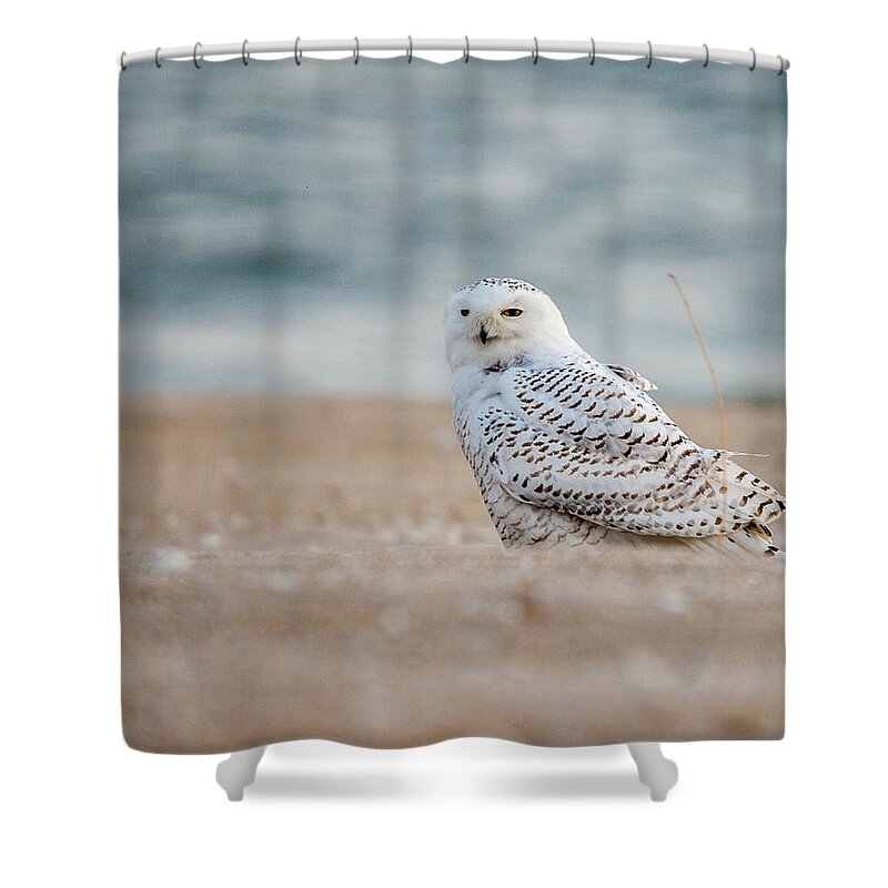 Owl Shower Curtain featuring the photograph Snowy Owl 5872 by Cathy Kovarik
