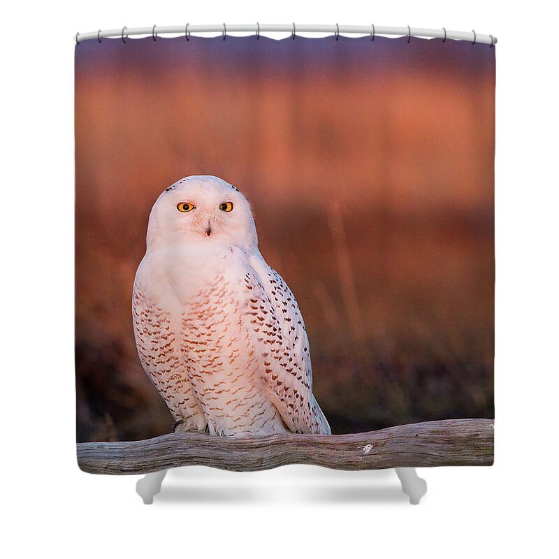 One Animal Shower Curtain featuring the photograph Snowy Owl, George C. Reifel Bird by Mint Images/ Art Wolfe