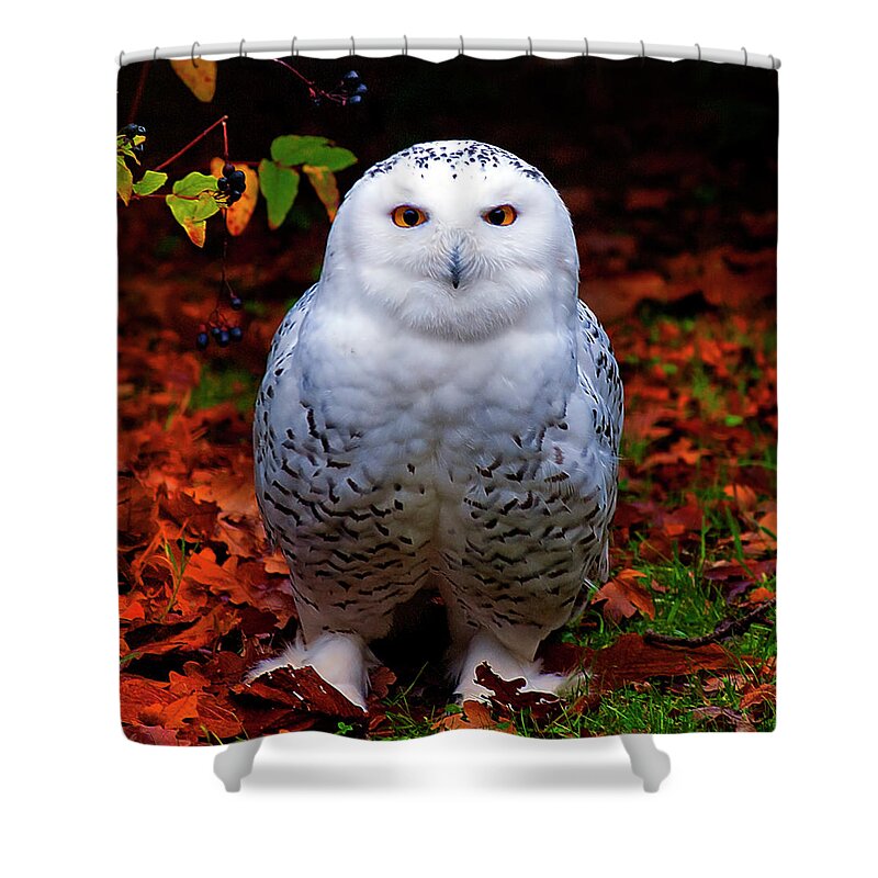 Animal Themes Shower Curtain featuring the photograph Snowy Owl by Photo By Steve Wilson