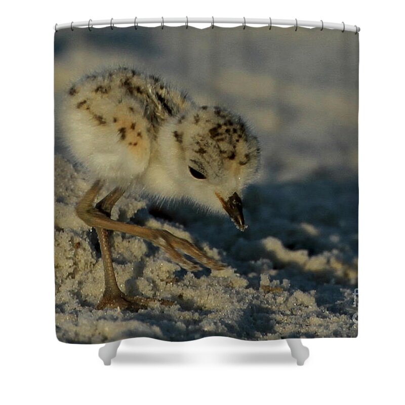 Snowy Plover. Animals Shower Curtain featuring the photograph Snowy Plover on the Hunt by Meg Rousher