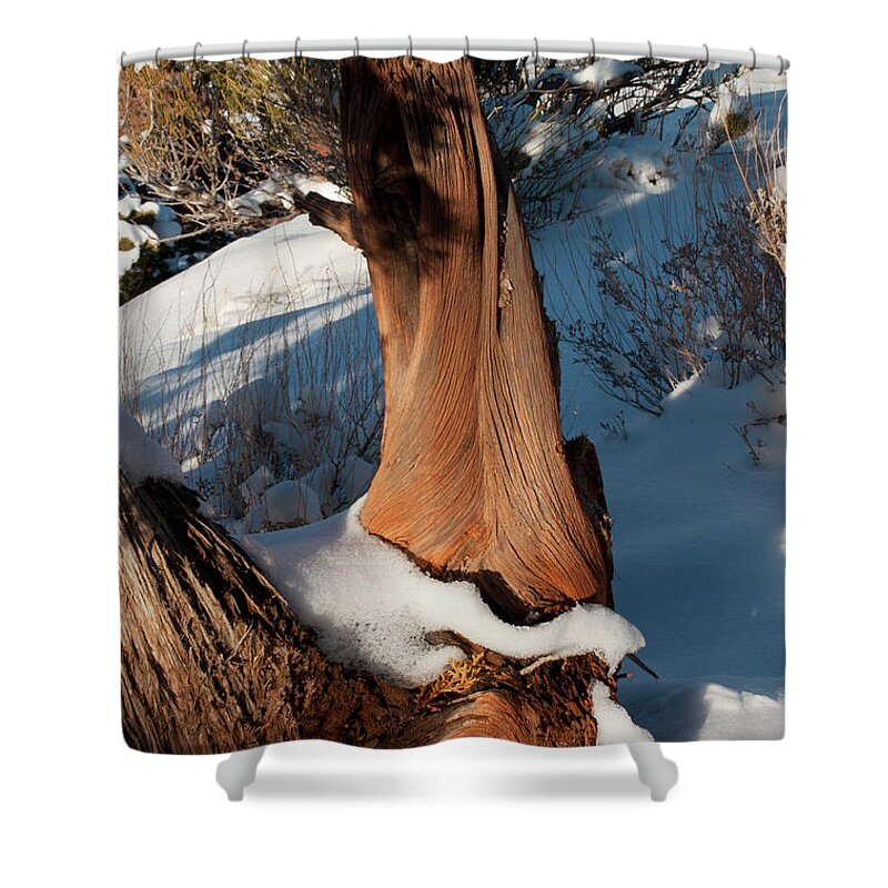 Colorado Shower Curtain featuring the photograph Snowy Stump by Julia McHugh
