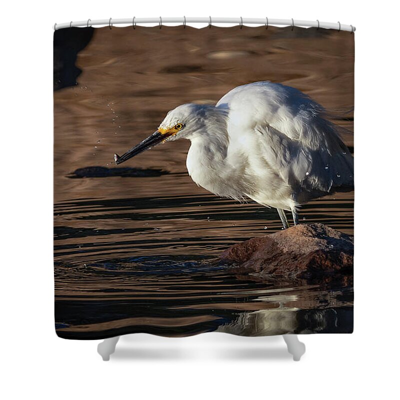 Snowy White Egret Shower Curtain featuring the photograph Snowy White Egrets 6 by Rick Mosher