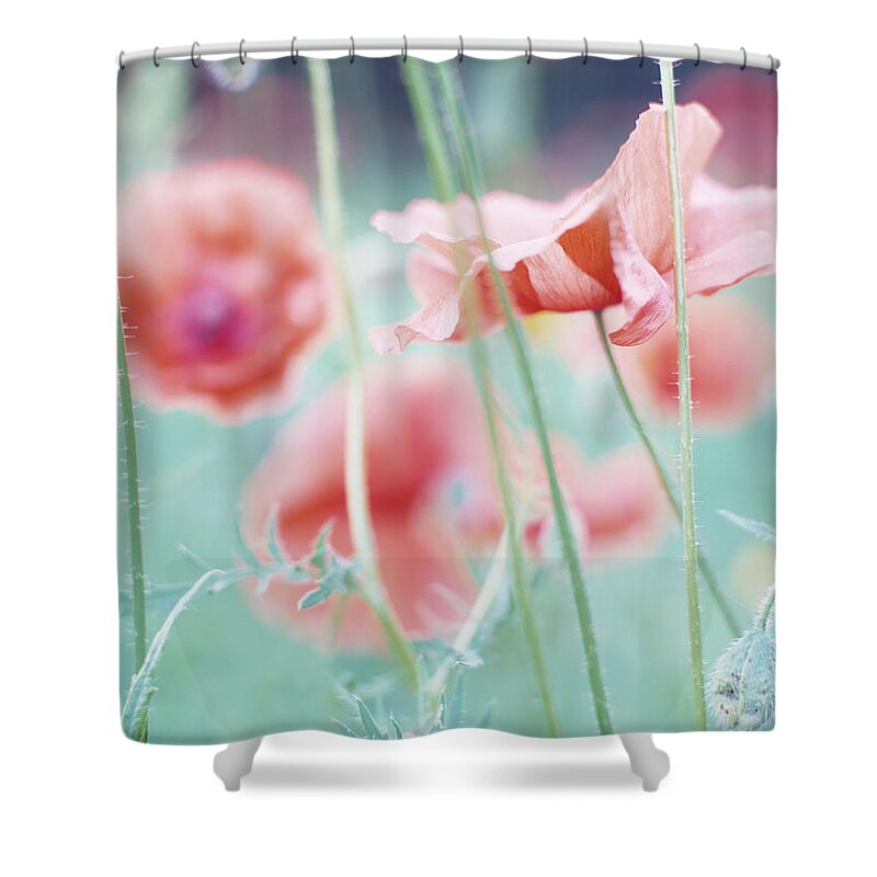 Belgium Shower Curtain featuring the photograph Soft Focus Close-up Of Red Corn Poppy by Eschcollection