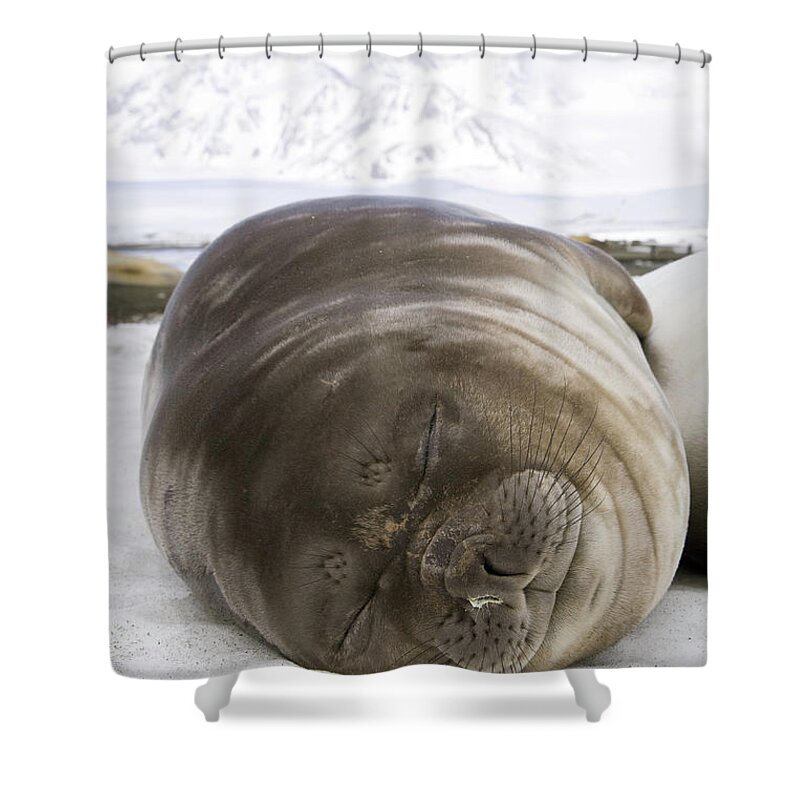 Snow Shower Curtain featuring the photograph Southern Elephant Seal Weaner Pup by Eastcott Momatiuk