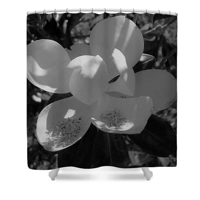 Southern Magnolia Black White Shower Curtain featuring the photograph Southern Magnolia in Black and White by Philip And Robbie Bracco