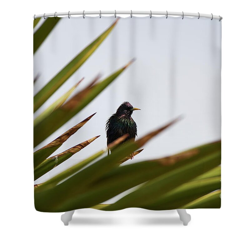 Bird Shower Curtain featuring the photograph Southwest Exotic Yucca by Robert WK Clark