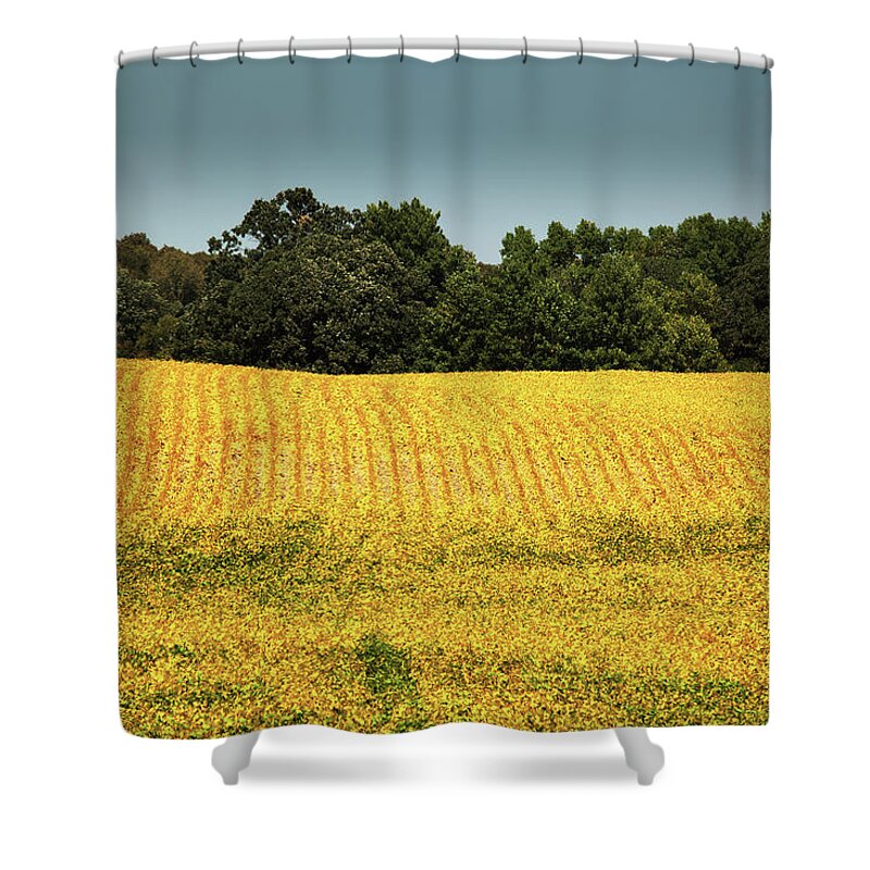 Scenics Shower Curtain featuring the photograph Soybean Field Mature For Harvest by Yinyang