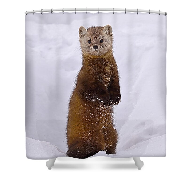American Marten Shower Curtain featuring the photograph Space Invader by Tony Beck