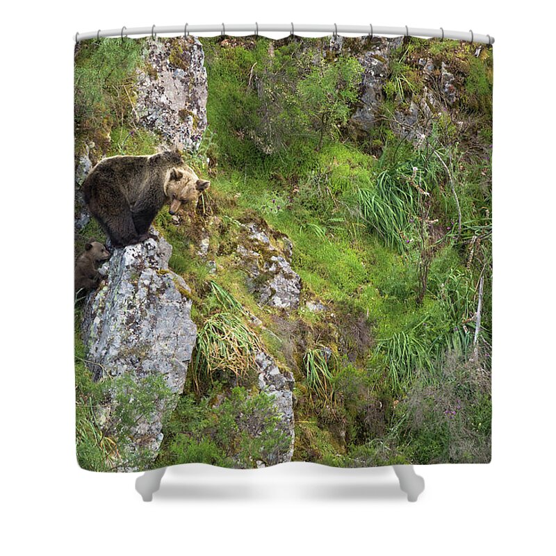 Estock Shower Curtain featuring the digital art Spain, Asturias, Principado De Asturias, Asturias District, Muniellos Natural Park, Female Brown Bear With Its Cub, In The Wild by Ugo Mellone