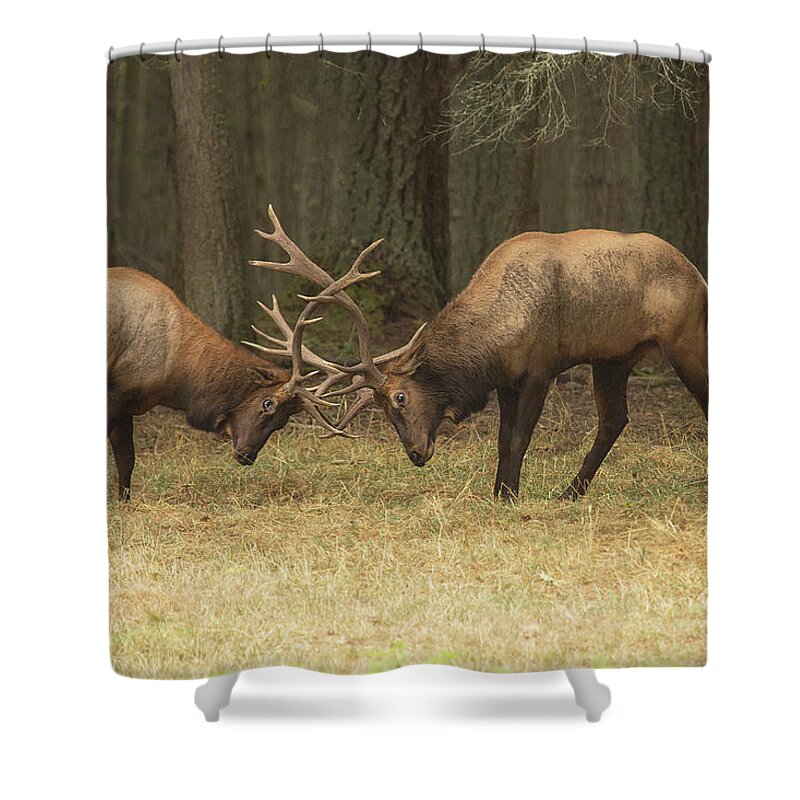 Wildlife Shower Curtain featuring the photograph Sparring by Bob Cournoyer