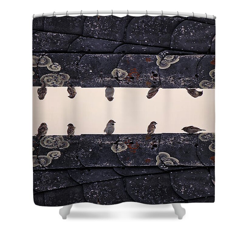 In A Row Shower Curtain featuring the photograph Sparrows Sitting On Rooftop by Sebastian Schneider