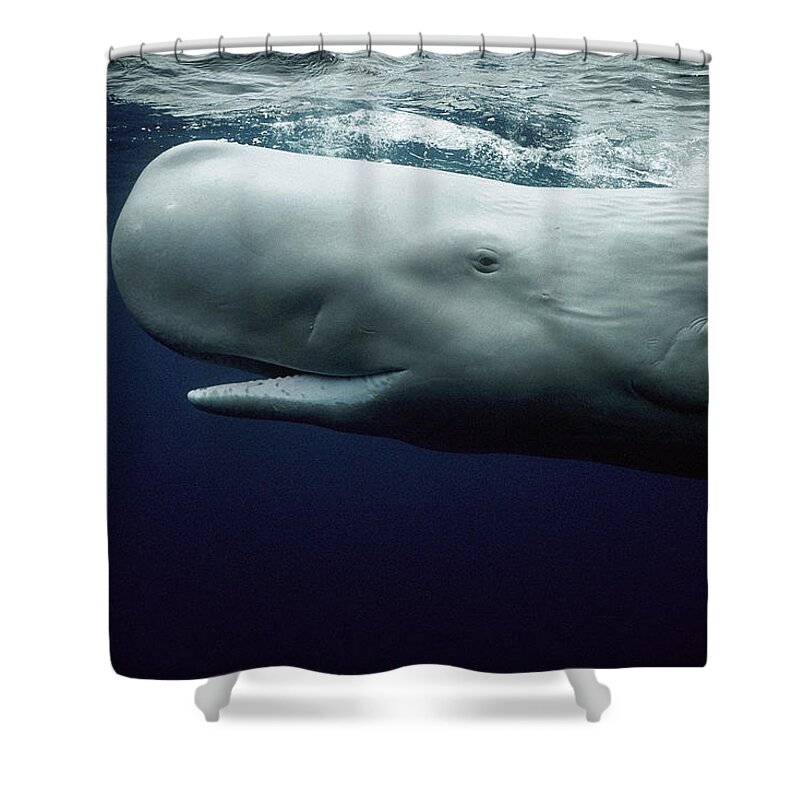 Mp Shower Curtain featuring the photograph White Sperm Whale by Hiroya Minakuchi