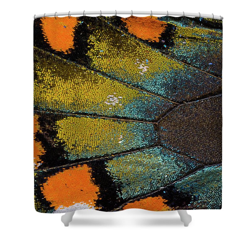 Natural Pattern Shower Curtain featuring the photograph Spicebush Swallowtail Butterfly Wing by Darrell Gulin