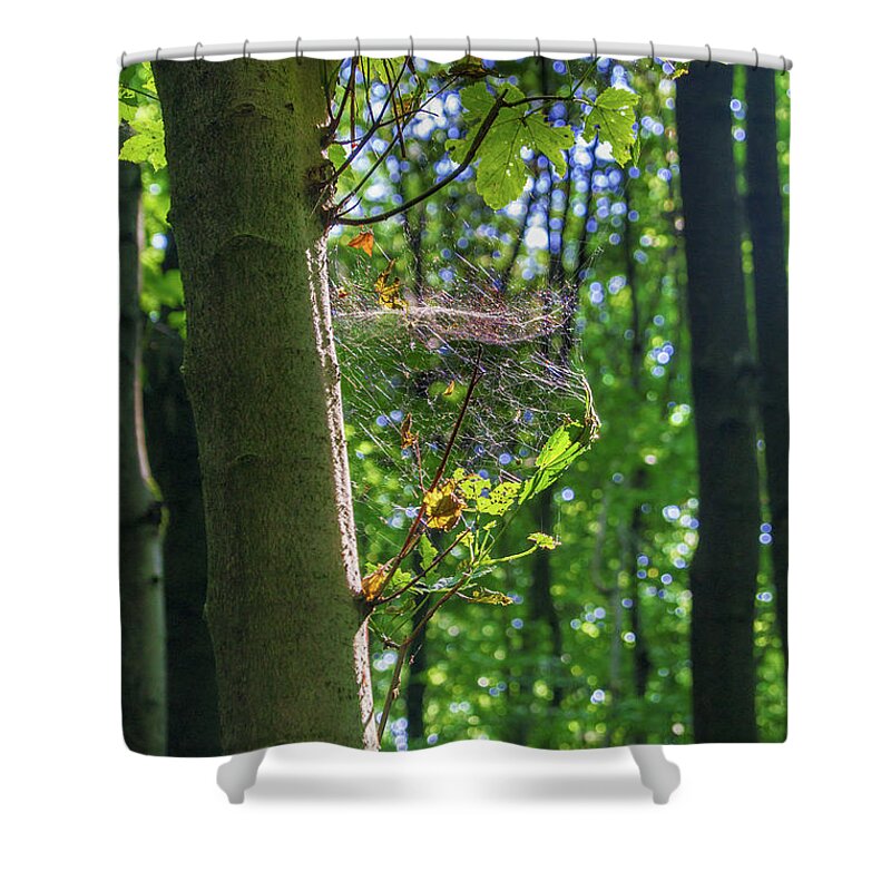 Spider Web Shower Curtain featuring the photograph Spider web in a forest by Sun Travels